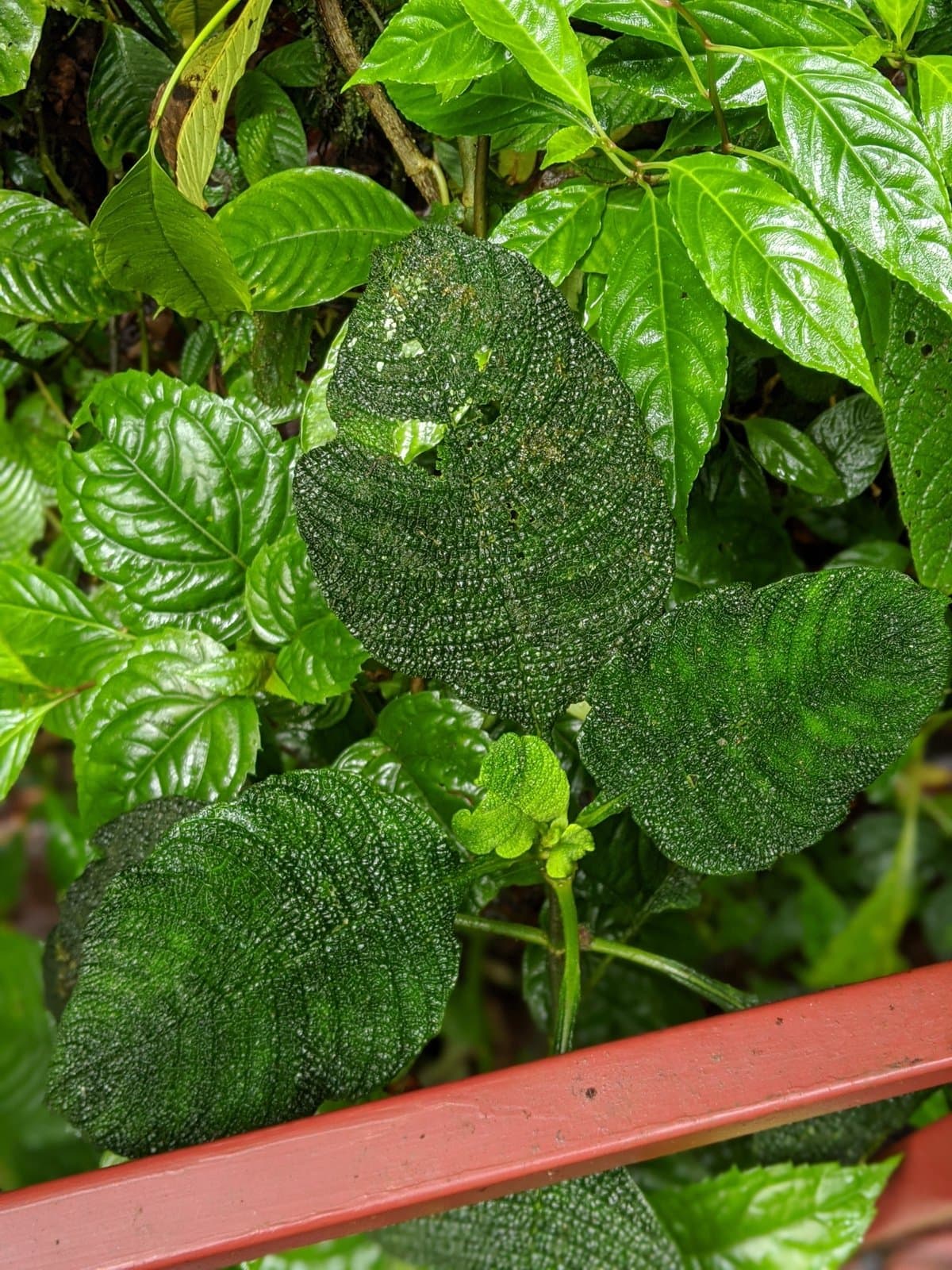 Hoffmannia areolata Standl.