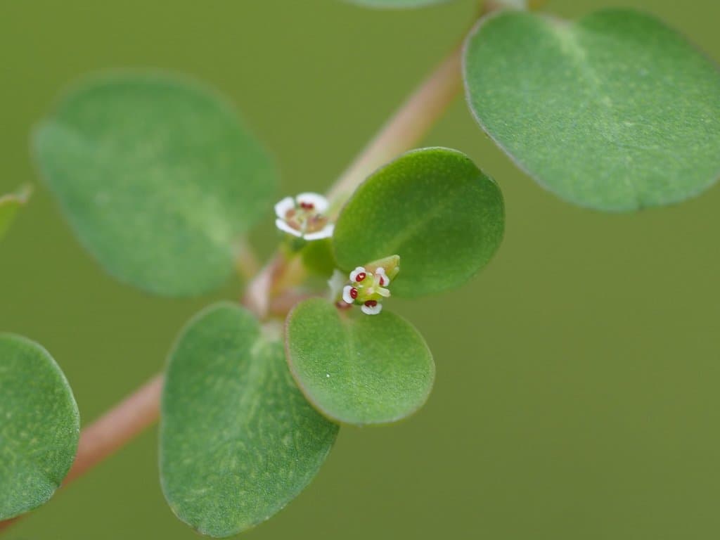 Euphorbia serpens Kunth
