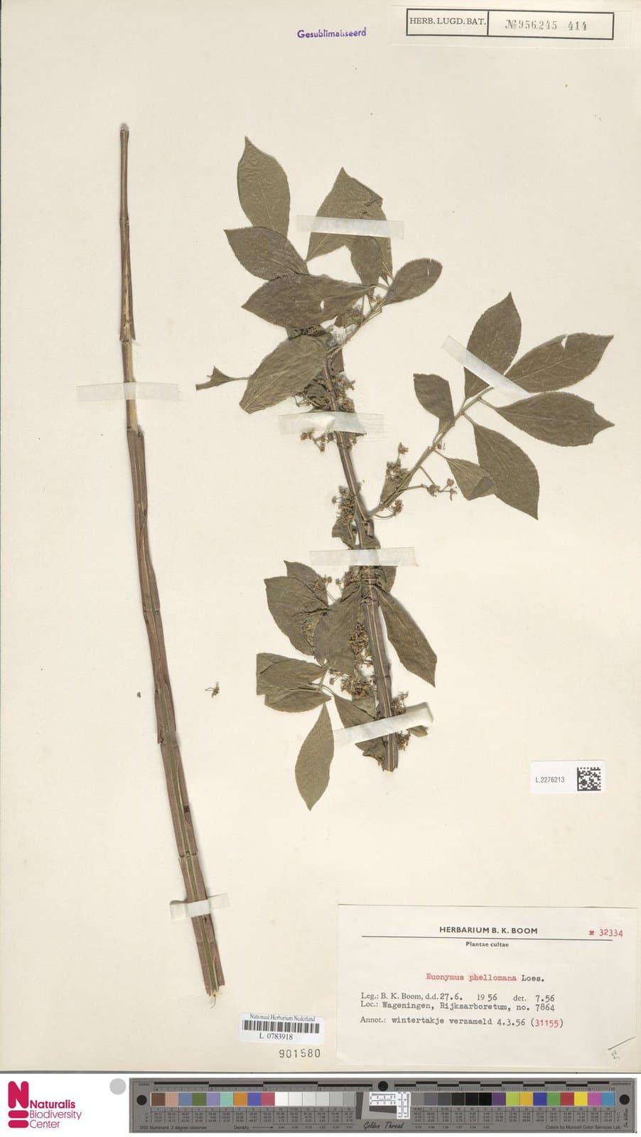 Euonymus phellomanus Loes. ex Diels
