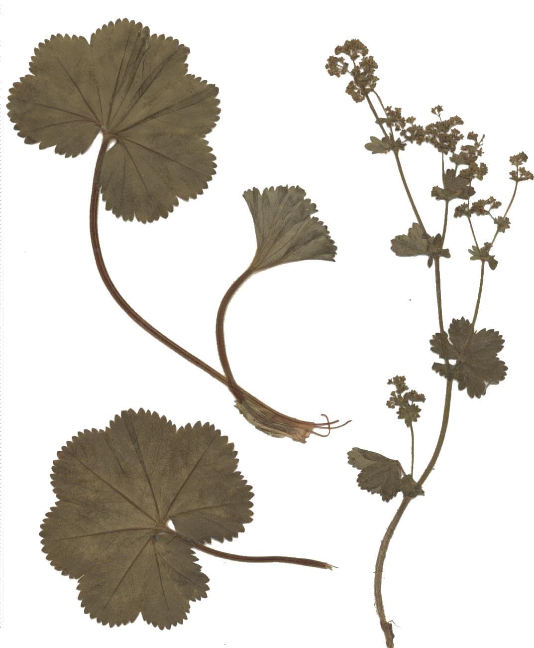 Alchemilla filicaulis Buser