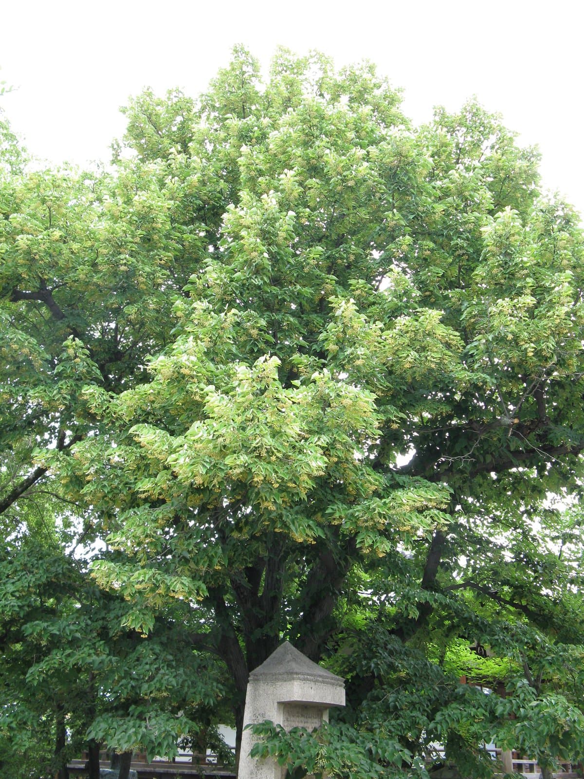 Tilia miqueliana Maxim.