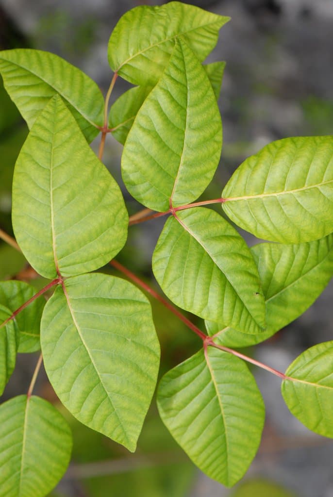 Toxicodendron radicans (L.) Kuntze