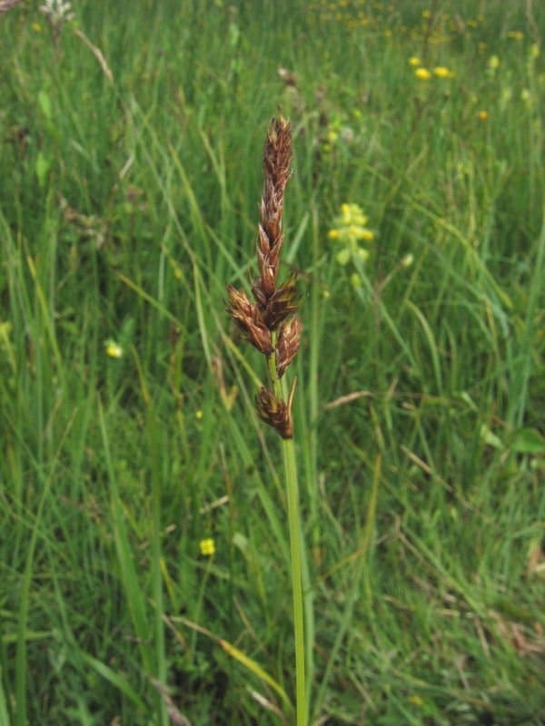 Carex disticha Huds.