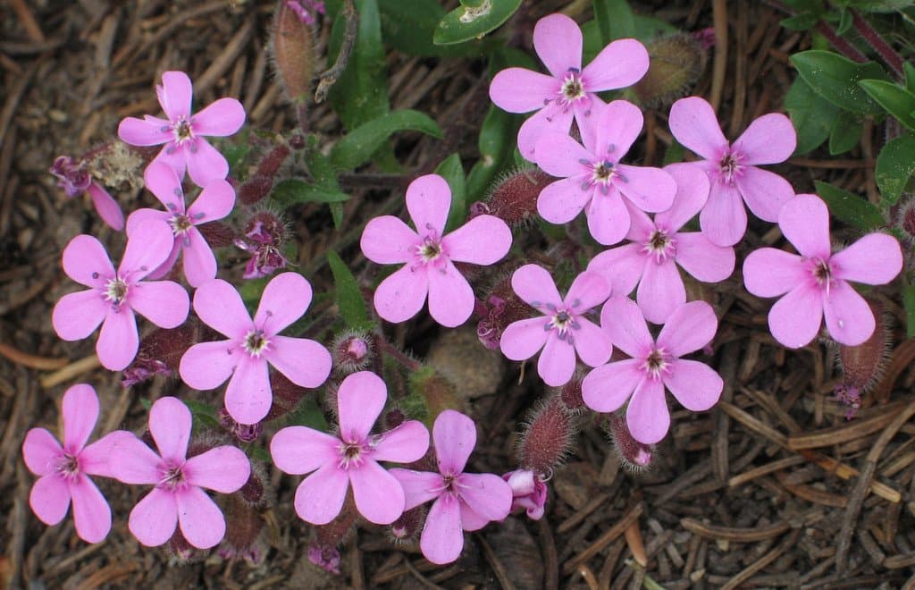 Saponaria ocymoides L.