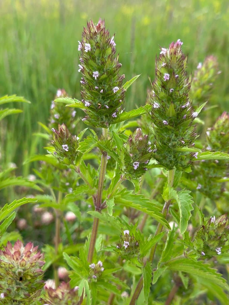 Dracocephalum parviflorum Nutt.