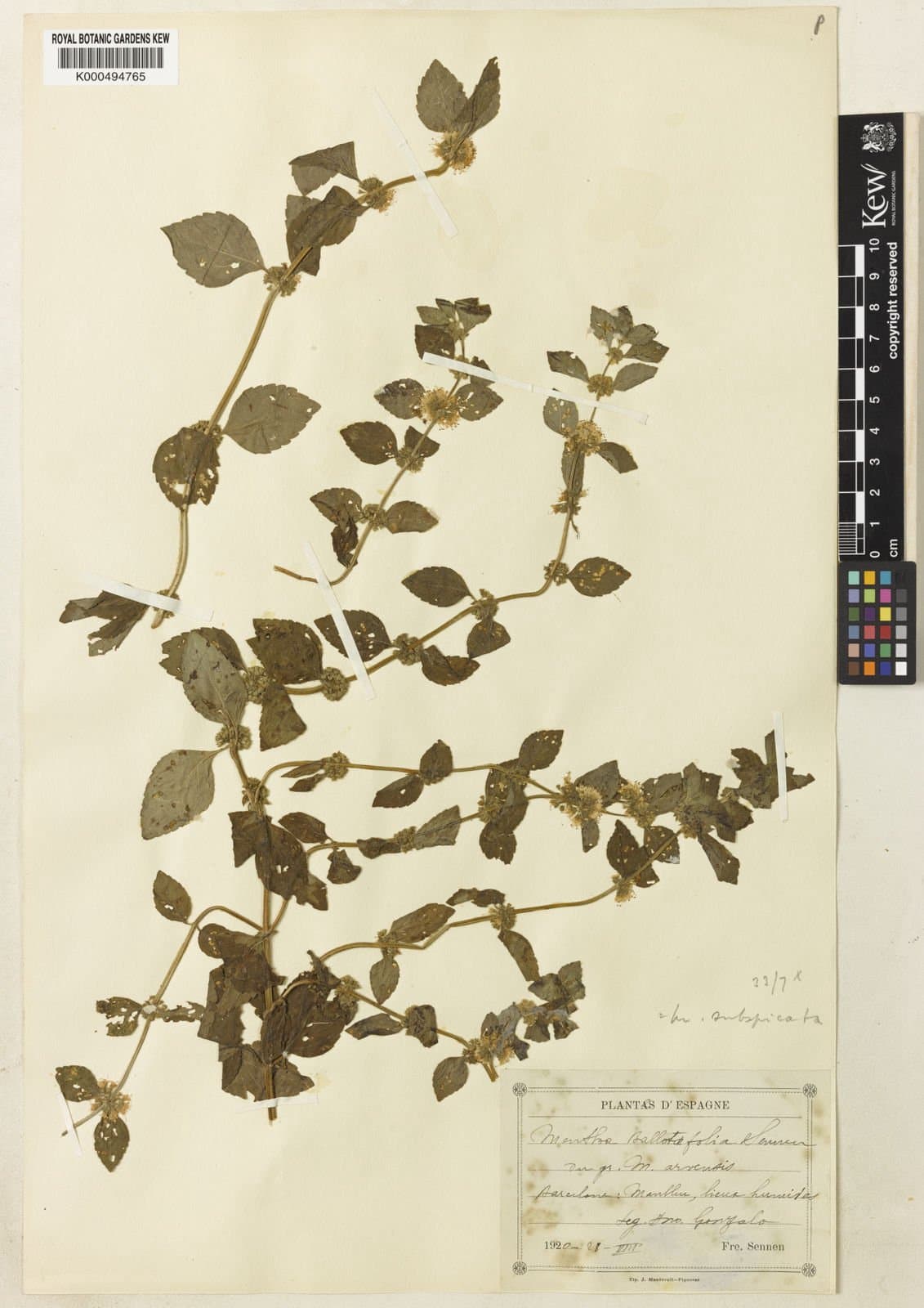 Mentha ×carinthiaca Host