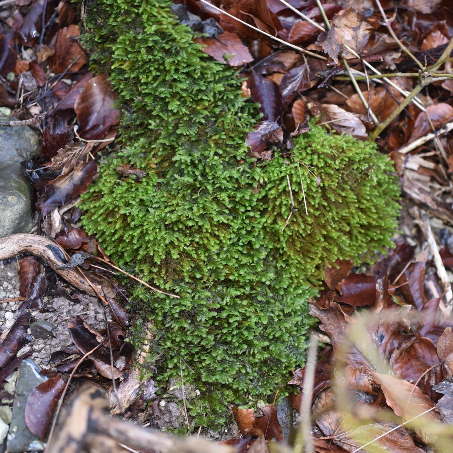 Exsertotheca crispa (Hedw.) S.Olsson, Enroth & D.Quandt
