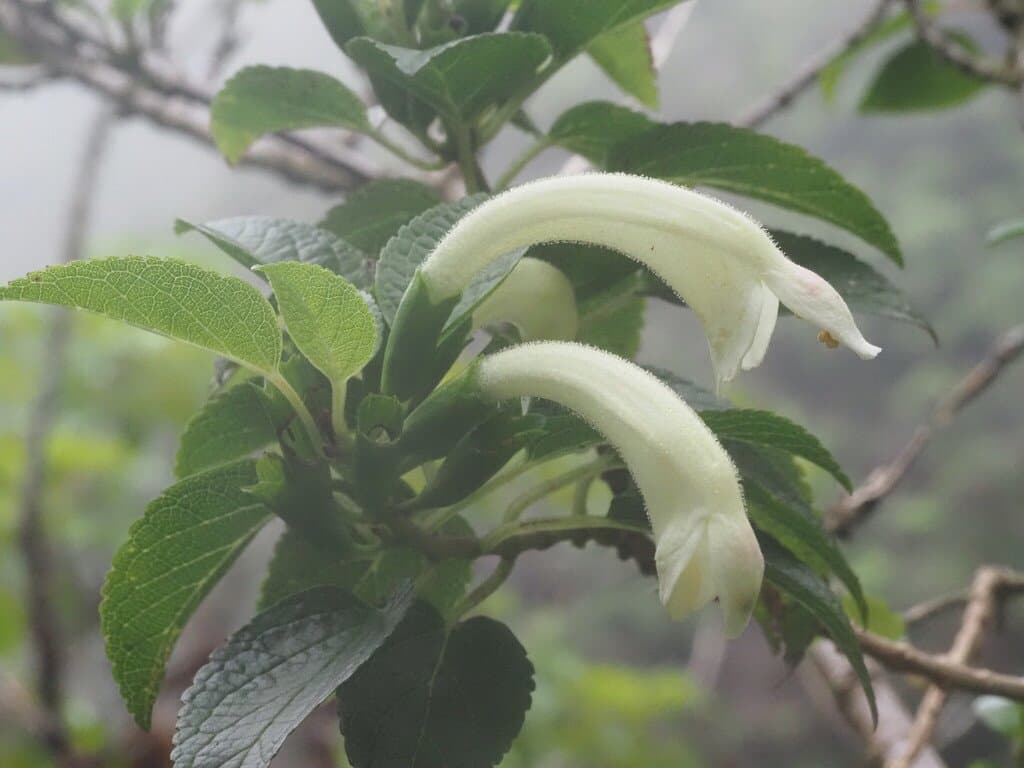 Stenogyne kamehamehae Wawra