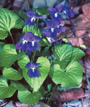 Viola sororia Willd.