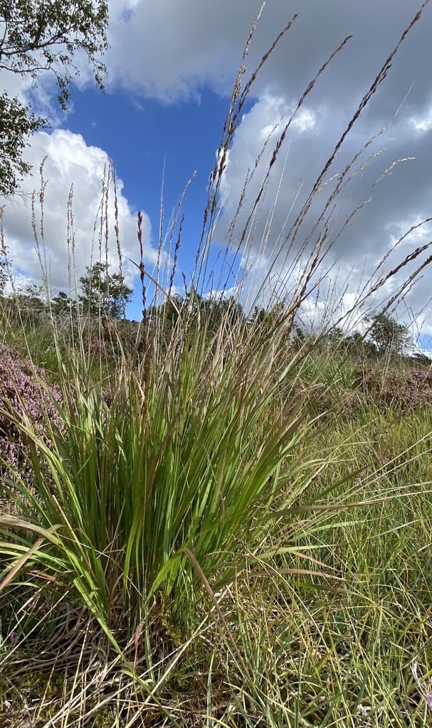 Molinia caerulea (L.) Moench