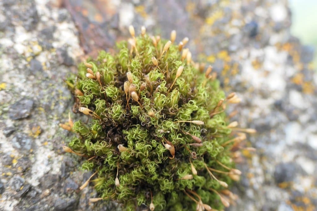 Ptychomitrium polyphyllum (Dicks.) Bruch & Schimp.