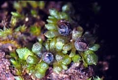 Sphaerocarpos texanus Austin