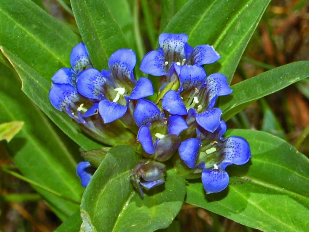 Gentiana cruciata L.