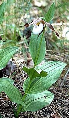 Cypripedium montanum Douglas ex Lindl.