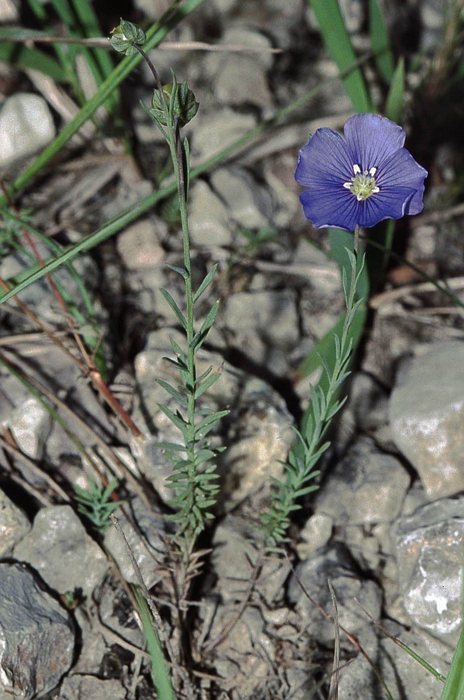Linum leonii F.W.Schultz