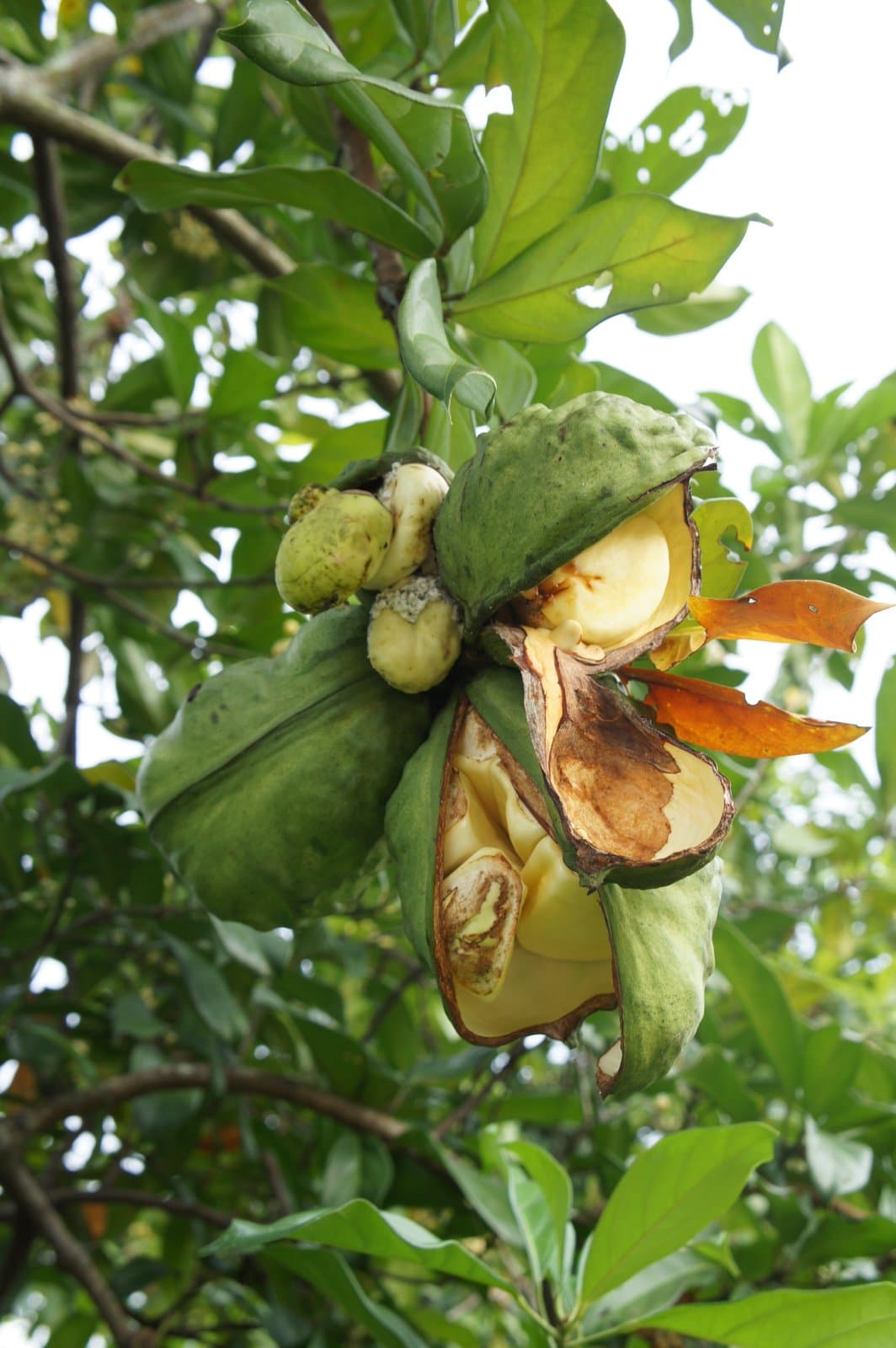 Cola nitida (Vent.) Schott & Endl.