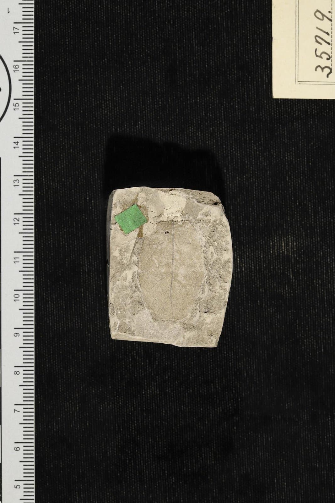 Sophora henryensis Berry, 1916