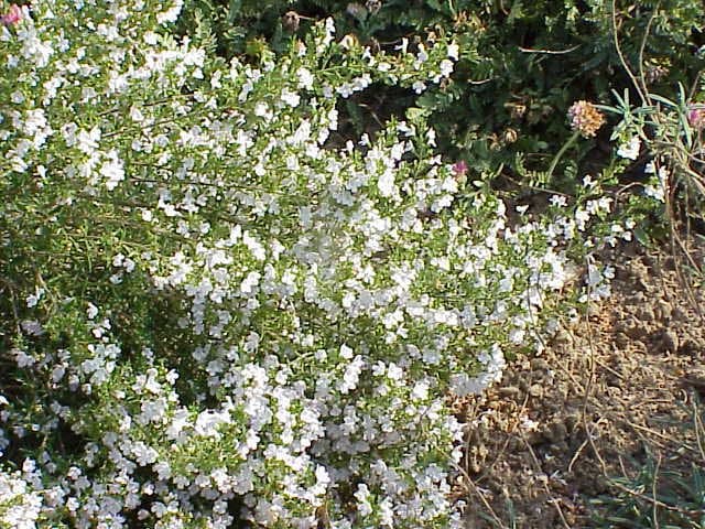 Satureja montana L.