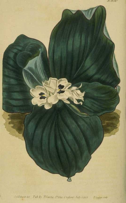 Kaempferia galanga L.
