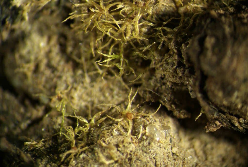 Micromitrium tenerum (Bruch & Schimp.) Crosby
