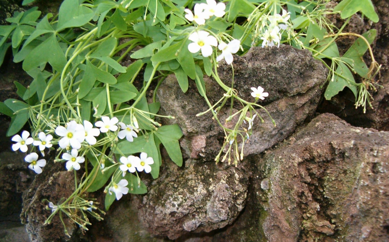 Oxalis latifolia Kunth