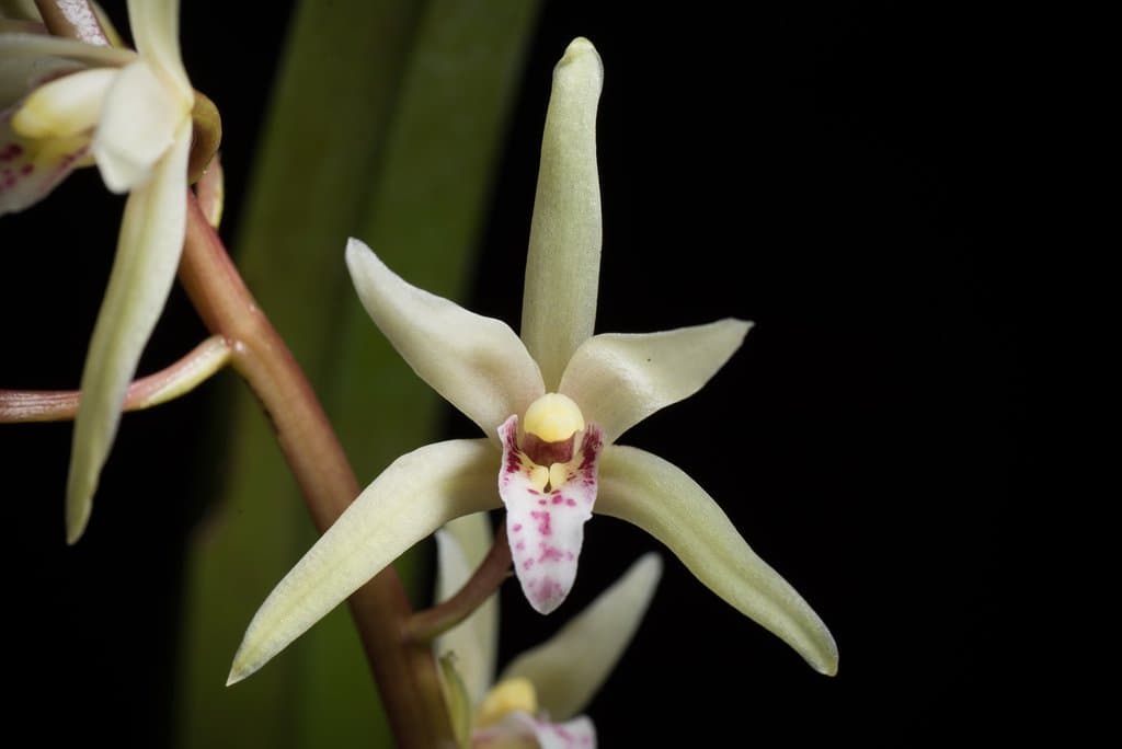 Cymbidium borneense J.J.Wood