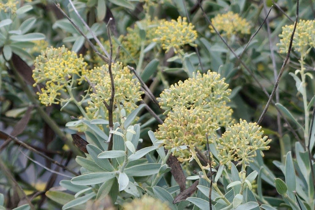 Bupleurum handiense (Bolle) G.Kunkel