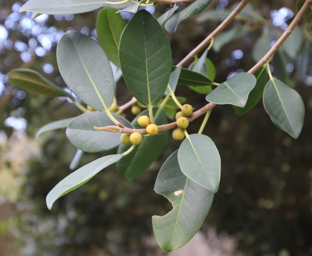 Ficus rubiginosa Desf. ex Vent.
