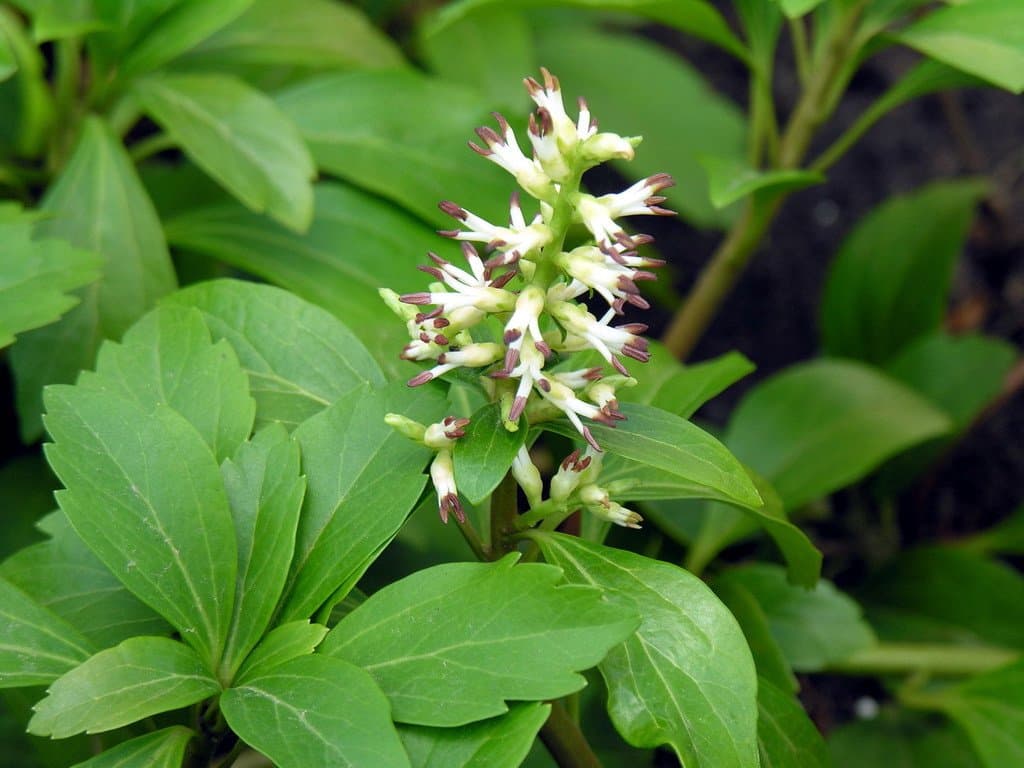 Pachysandra terminalis Siebold & Zucc.