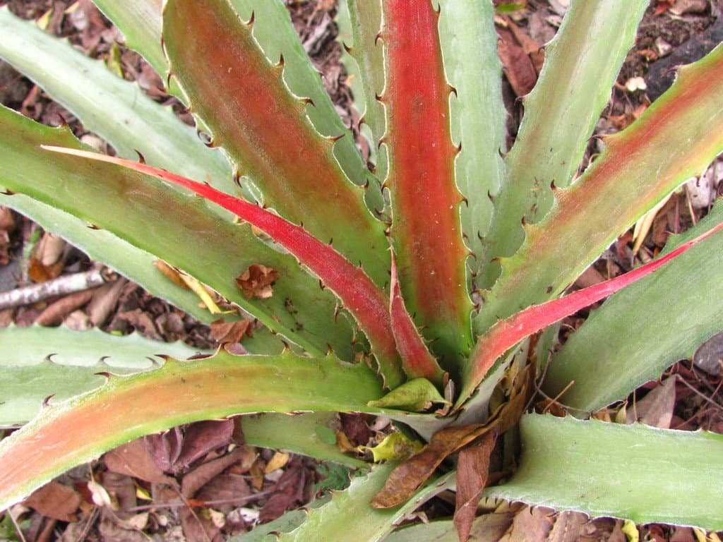 Bromelia pinguin L.