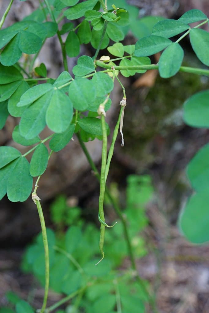 Hippocrepis emerus (L.) Lassen