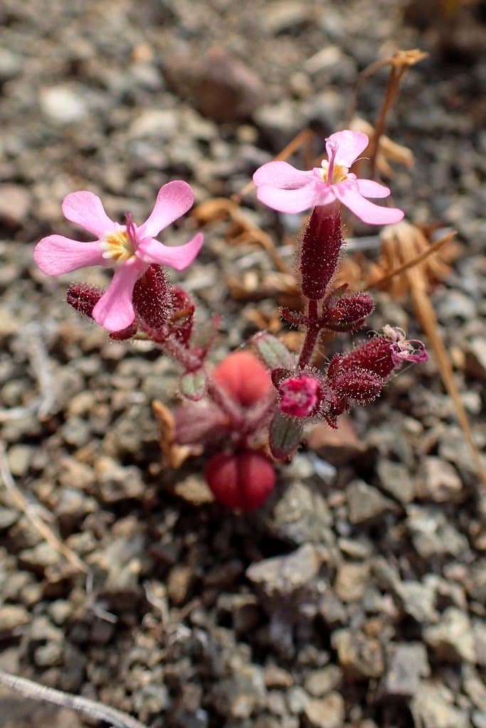 Saponaria mesogitana Boiss.