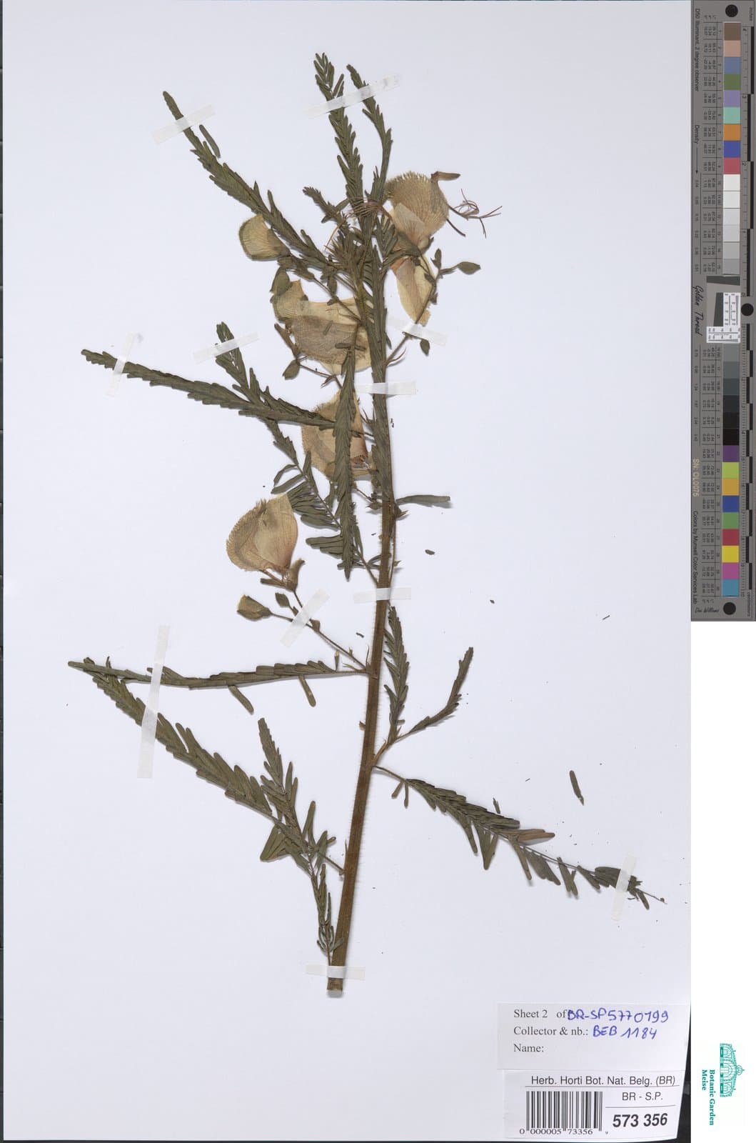 Aeschynomene cristata Vatke