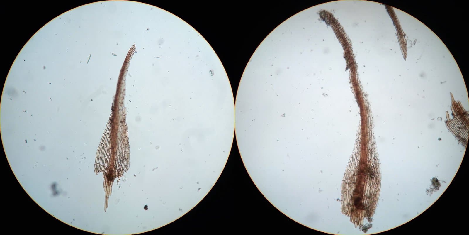 Dicranella rufescens (Dicks.) Schimp.
