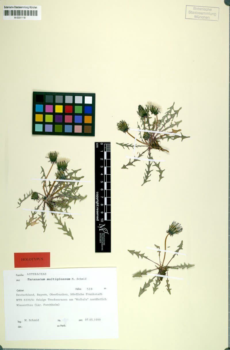 Taraxacum multiglossum Mart.Schmid