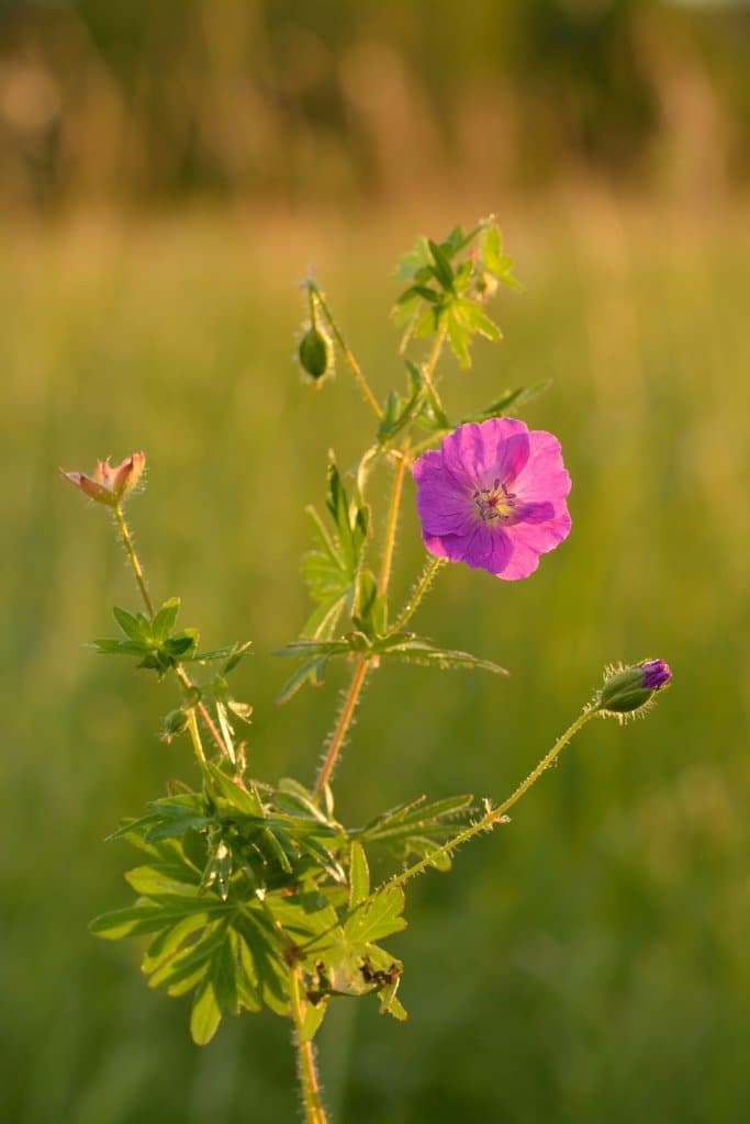 Geranium sanguineum L.
