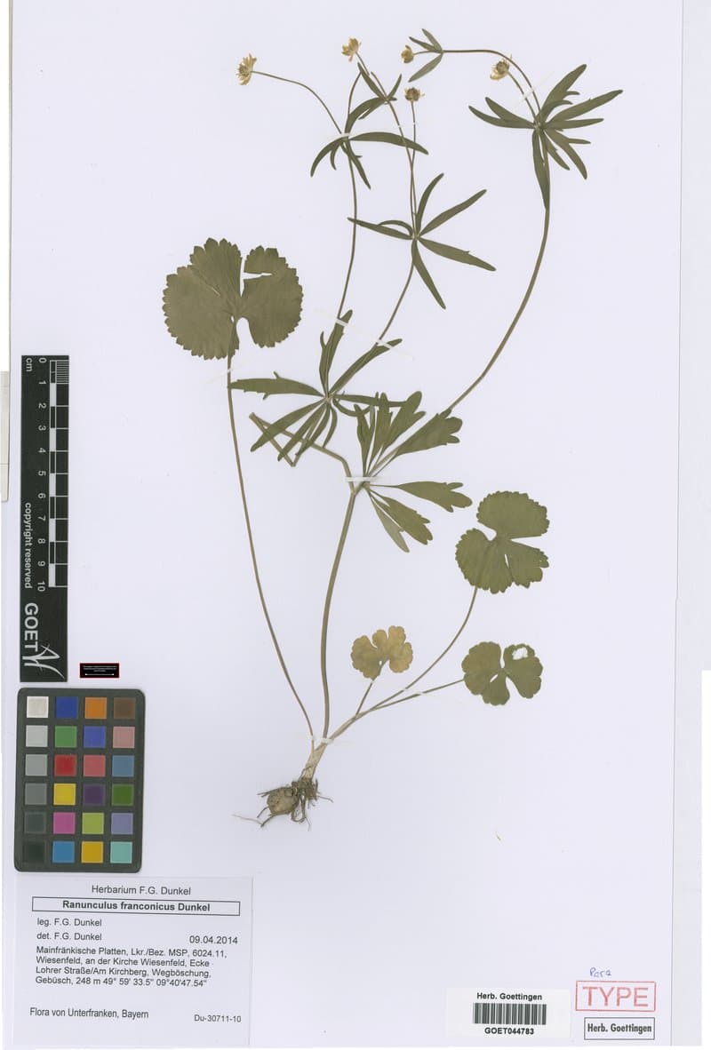 Ranunculus franconicus Dunkel