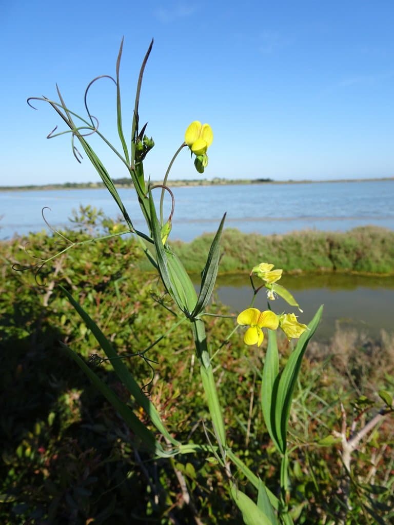 Lathyrus annuus L.
