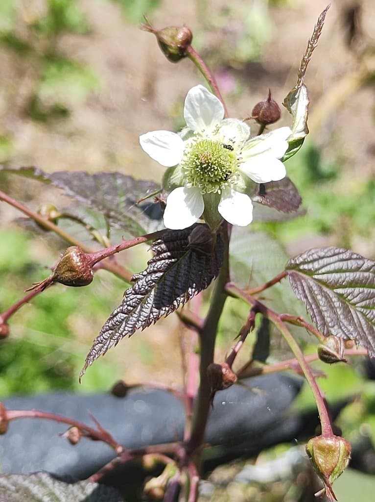 Rubus glaucus Benth.