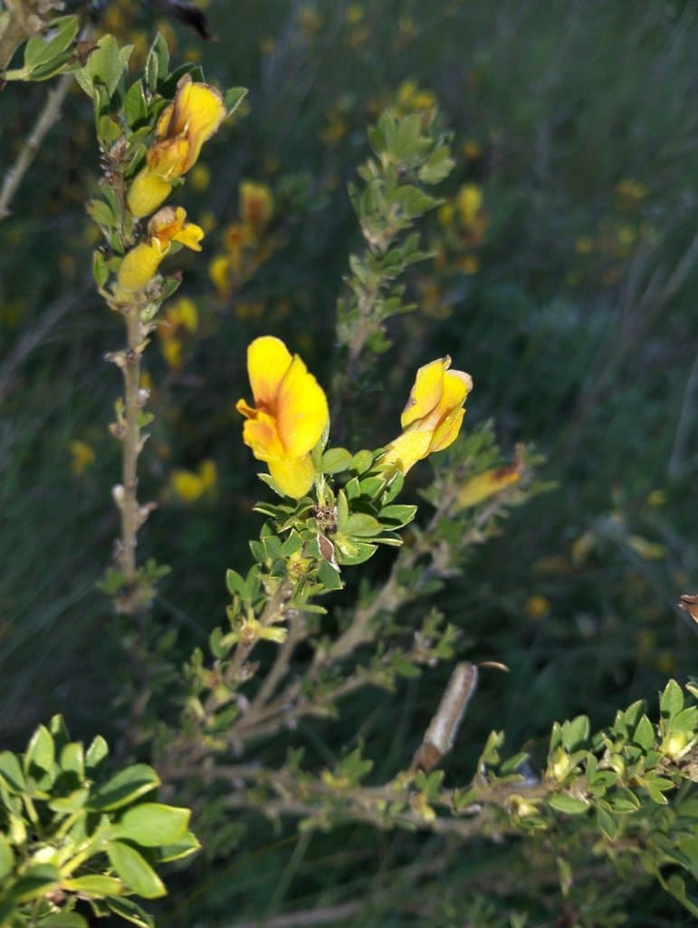 Chamaecytisus paczoskii (Krecz.) Klásk.