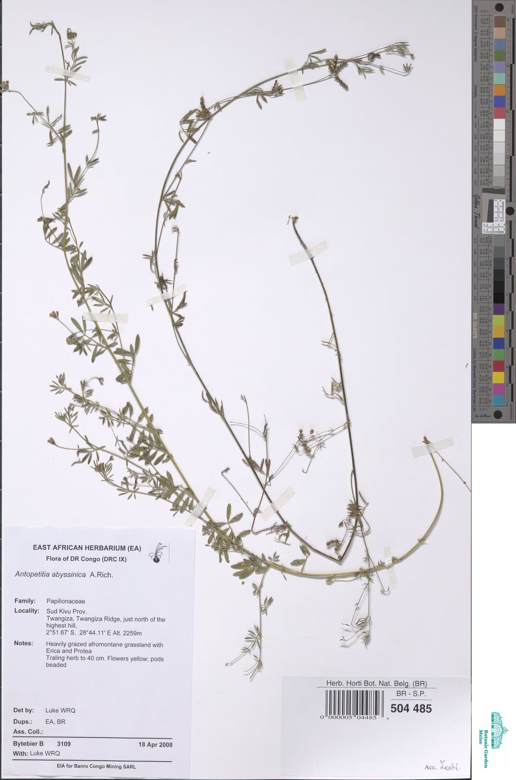 Angylocalyx vermeulenii De Wild.