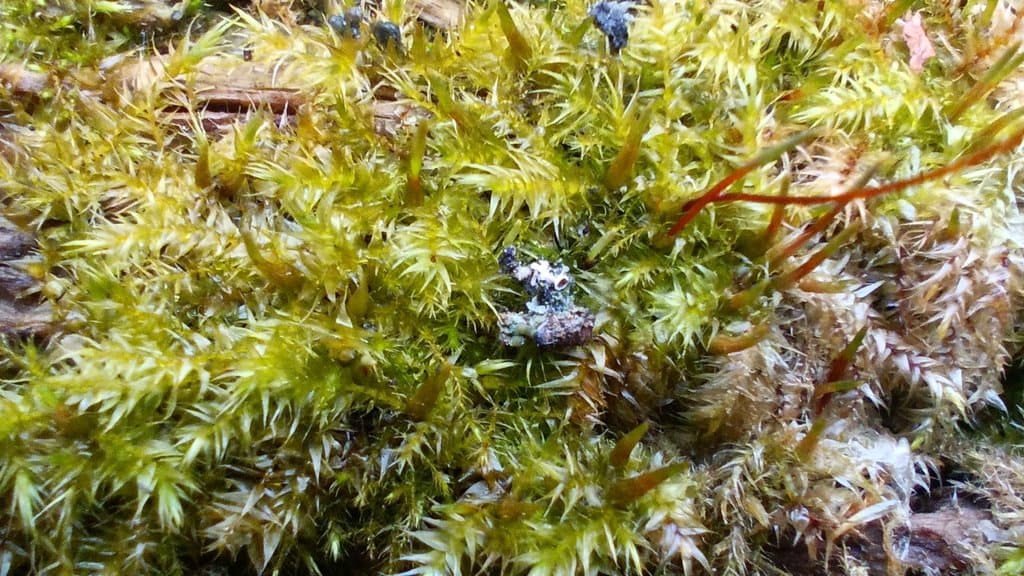 Leptodictyum riparium (Hedw.) Warnst.
