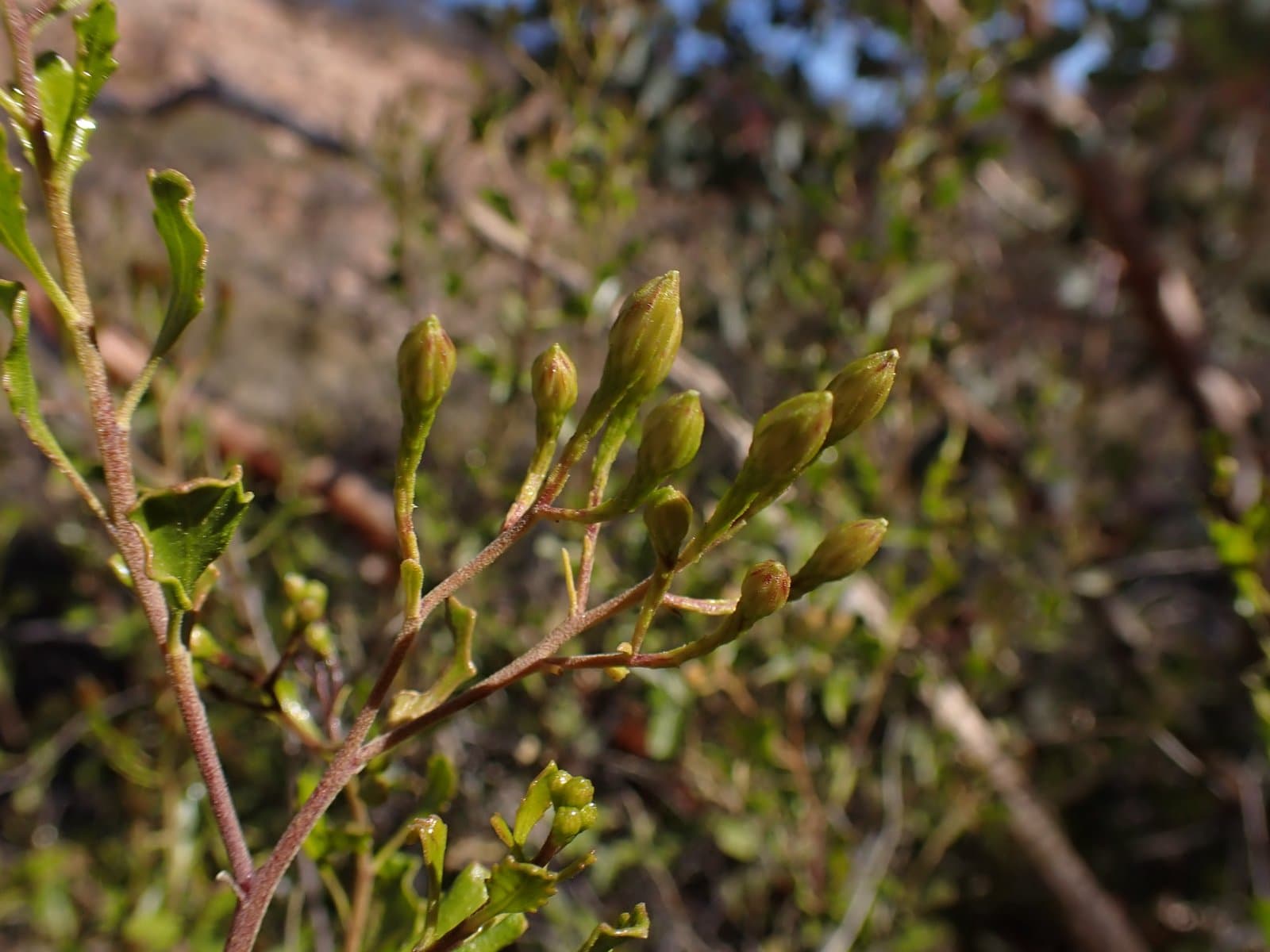 Landerolaria macdonnellensis (D.A.Cooke) G.L.Nesom
