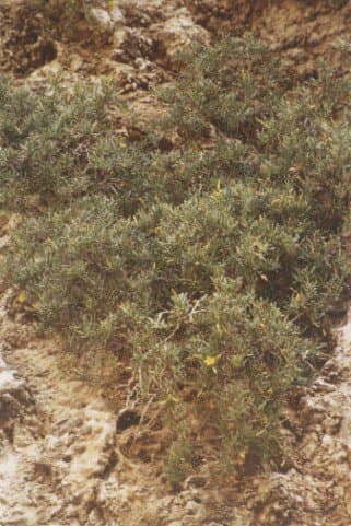 Hypericum aciferum (Greuter) N.Robson