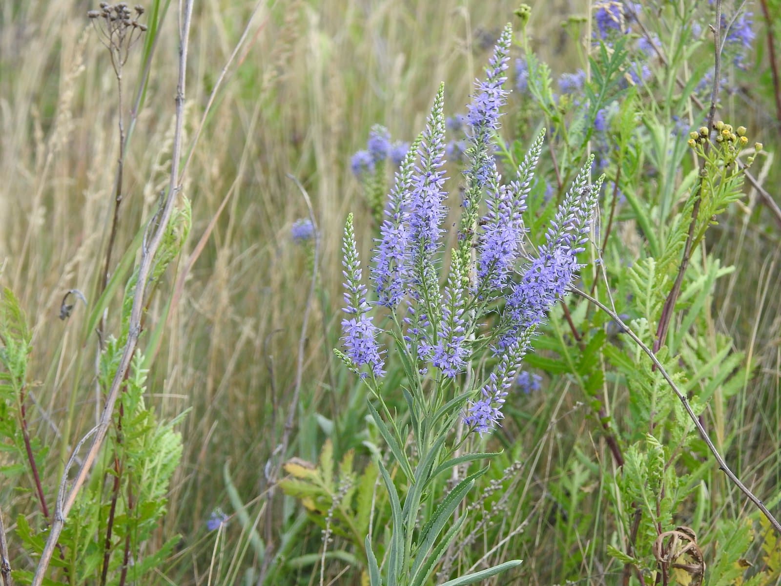 Veronica spuria L.