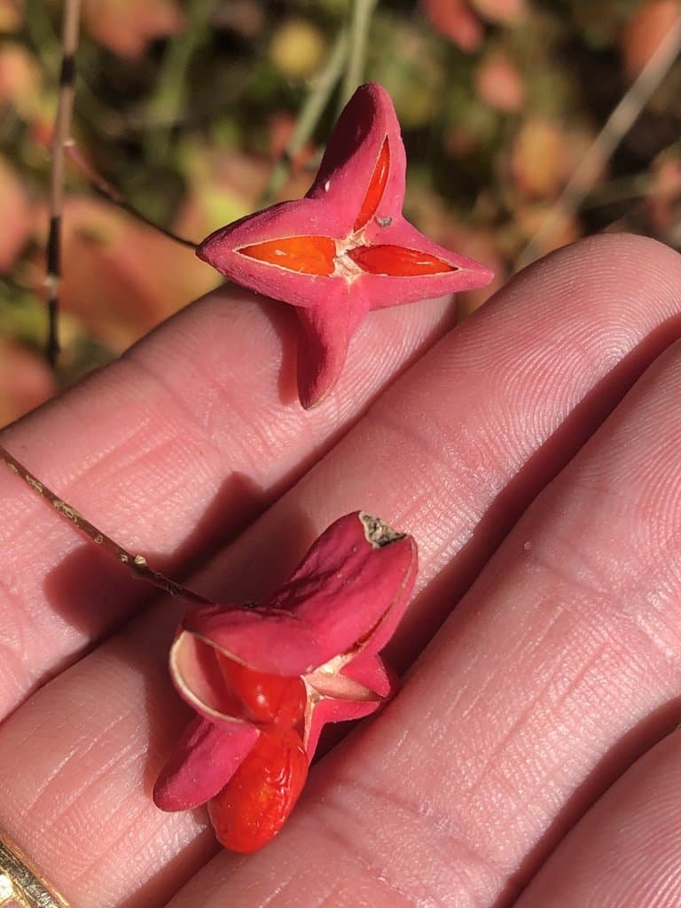 Euonymus atropurpureus Jacq.