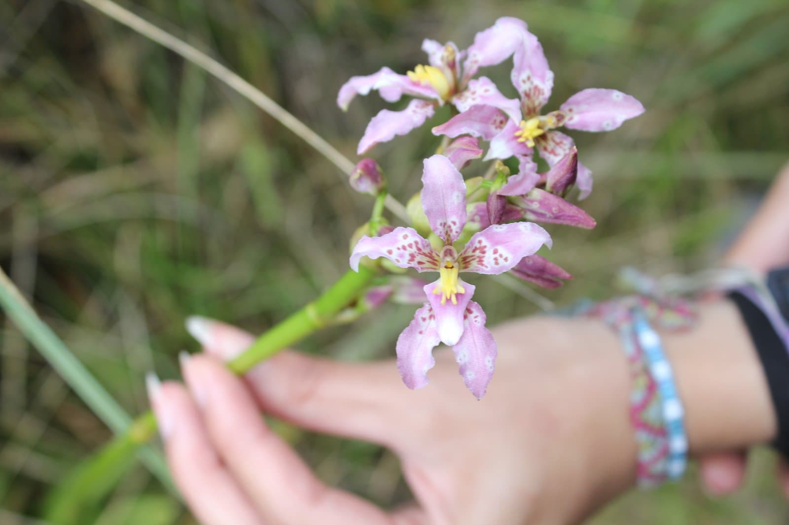 Cyrtochilum amphiglottii (Rchb.f.) Dalström