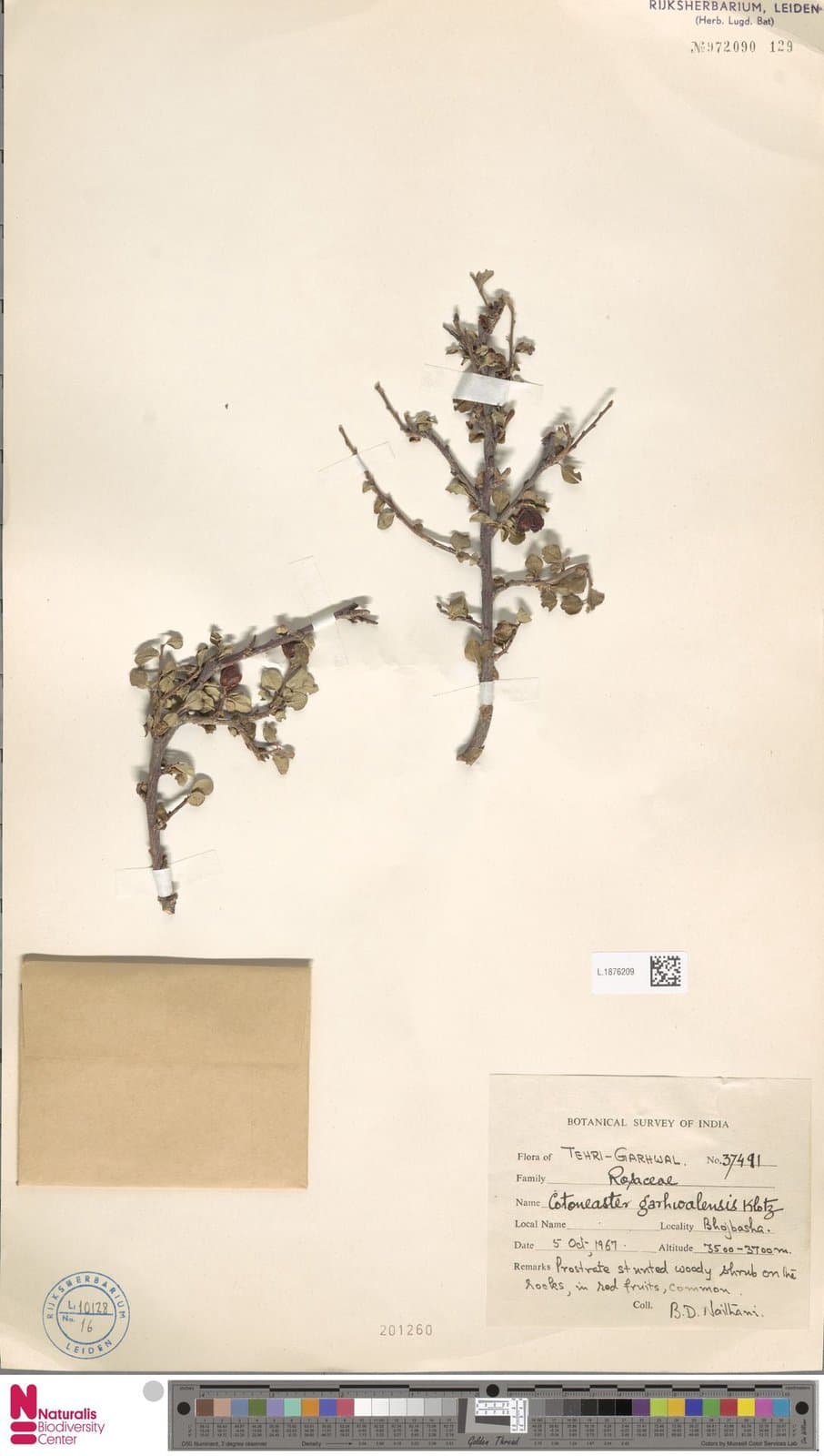 Cotoneaster garhwalensis G.Klotz