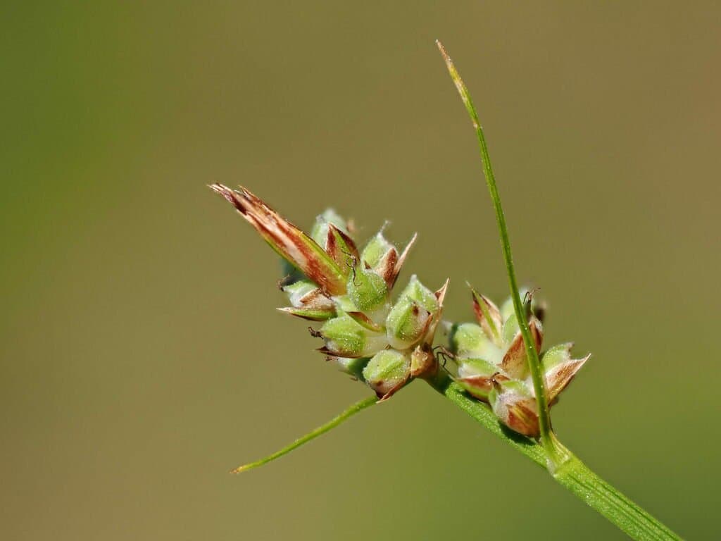 Carex pilulifera L.