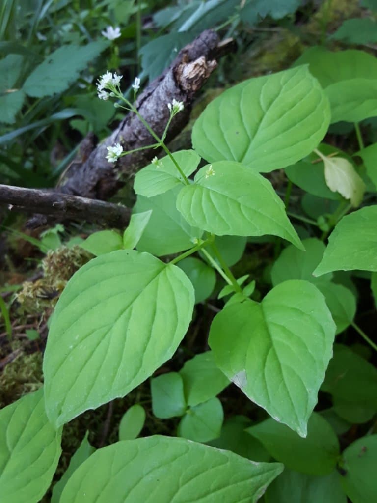 Circaea alpina x lutetiana